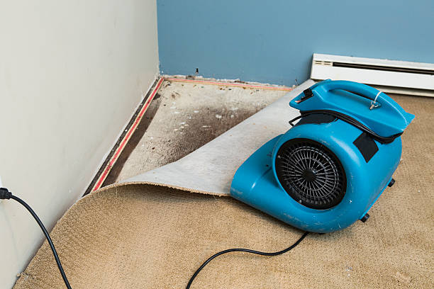 Best Professional water damage repair  in Mount Morris, MI
